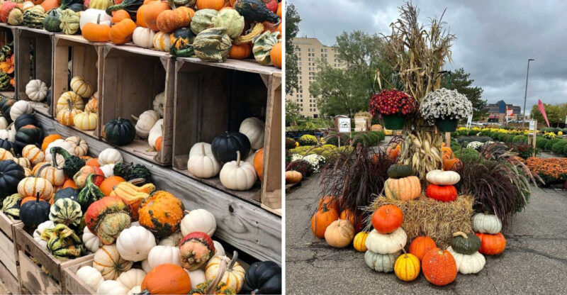 Places In Minnesota To See Stunning Pumpkin And Cornstalk Displays