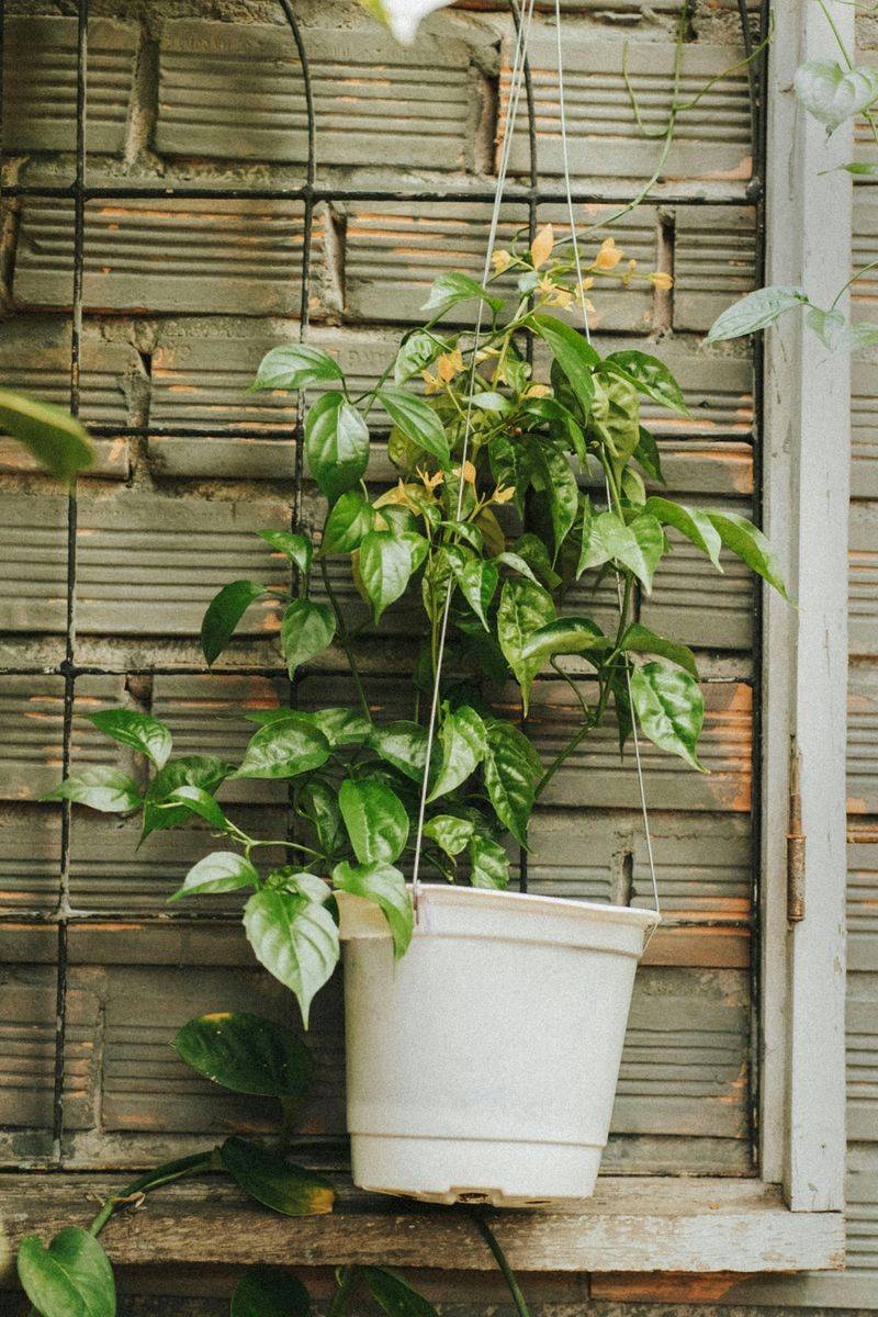 Hanging Baskets And Vertical Gardens