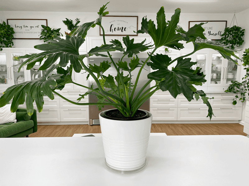 Philodendron Selloum