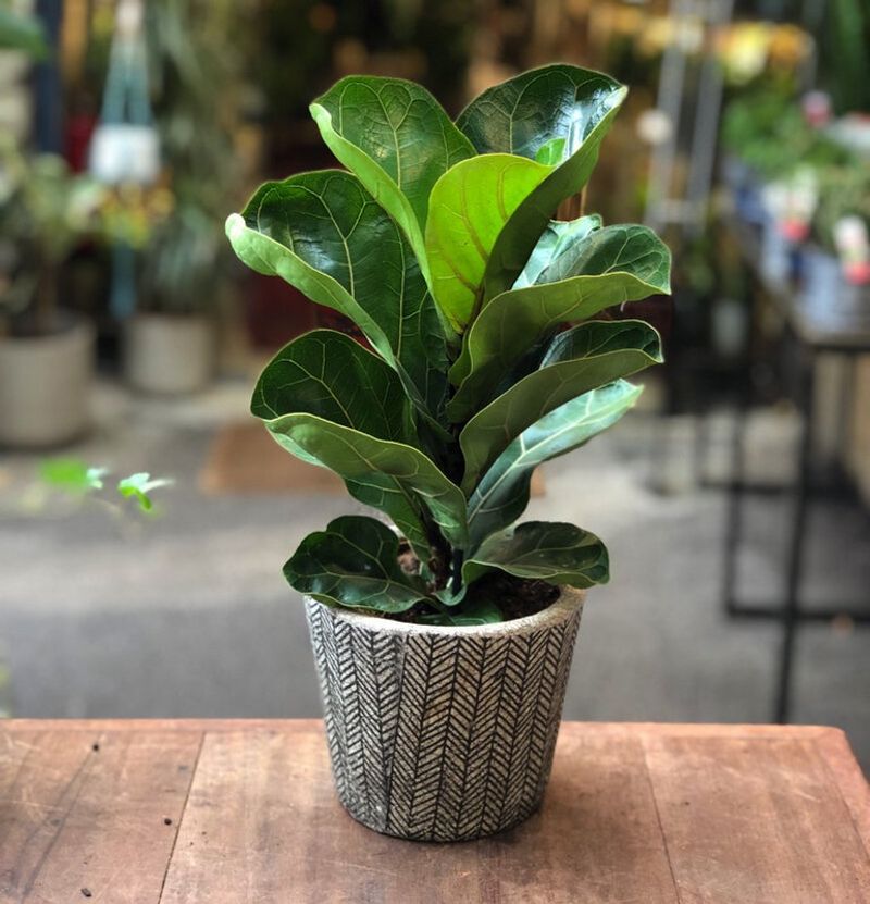 Fiddle Leaf Fig (Dwarf Variety)