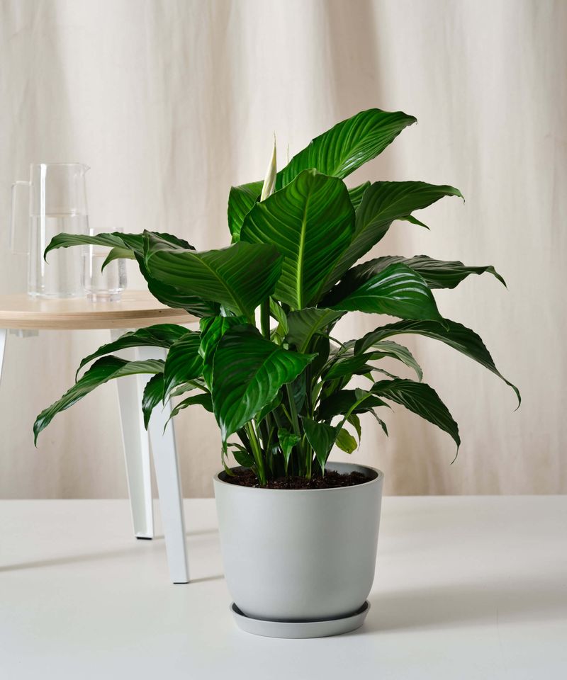 Peace Lily: Elegant Air Purifier