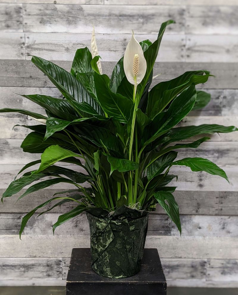Peace Lily (Spathiphyllum)