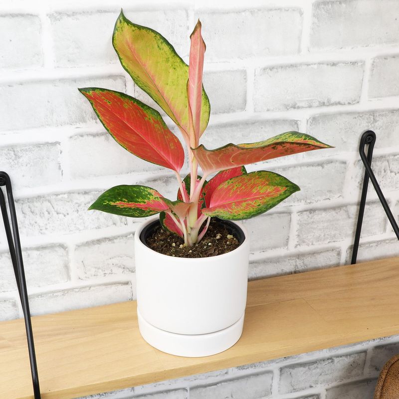 Chinese Evergreen (Aglaonema)