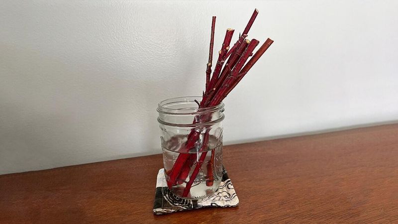 Branches Of Red Dogwood Twigs