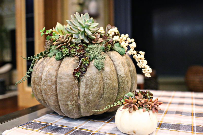 Mini Pumpkins With Succulent Tops