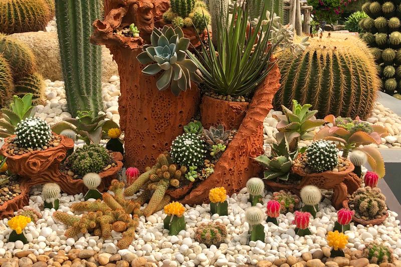 Seasonal Cactus Arrangements With Warm Lighting
