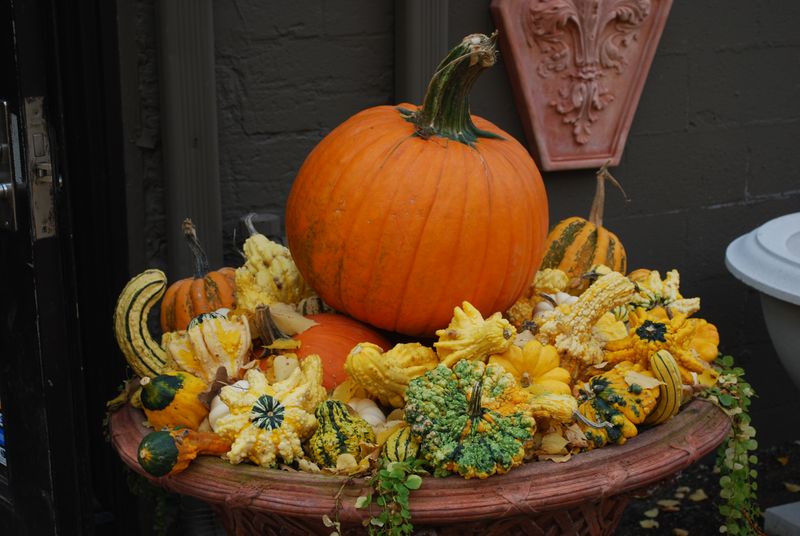 Mixed Gourds With Air Plants