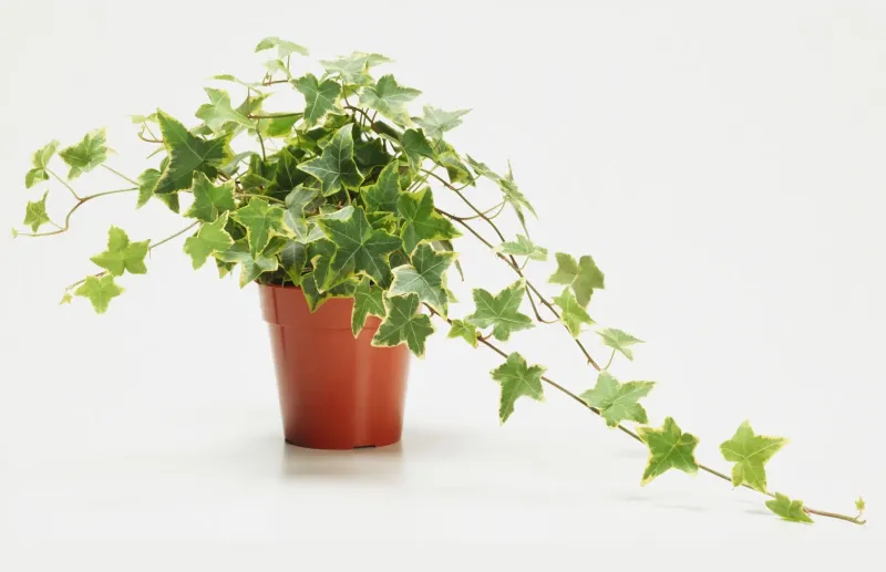English Ivy (Hedera helix)
