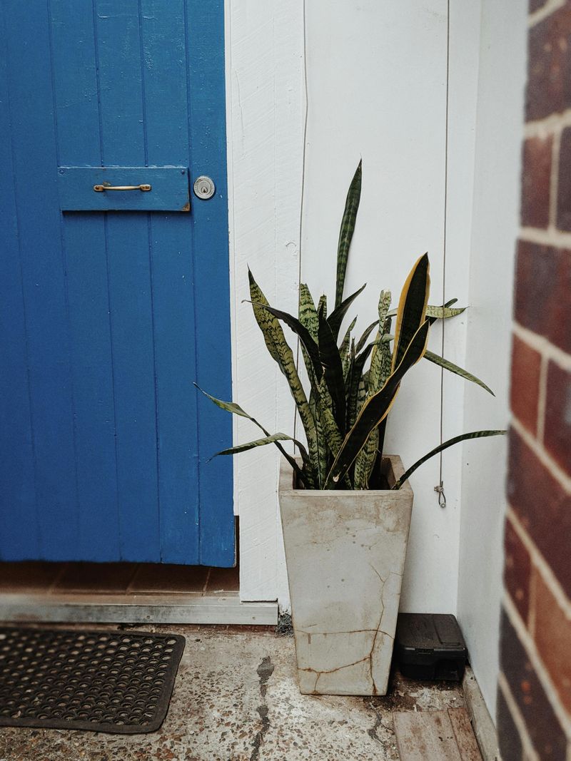 7 Houseplants To Avoid In Your Entryway - Decor Hint Snake Plant Sabotage