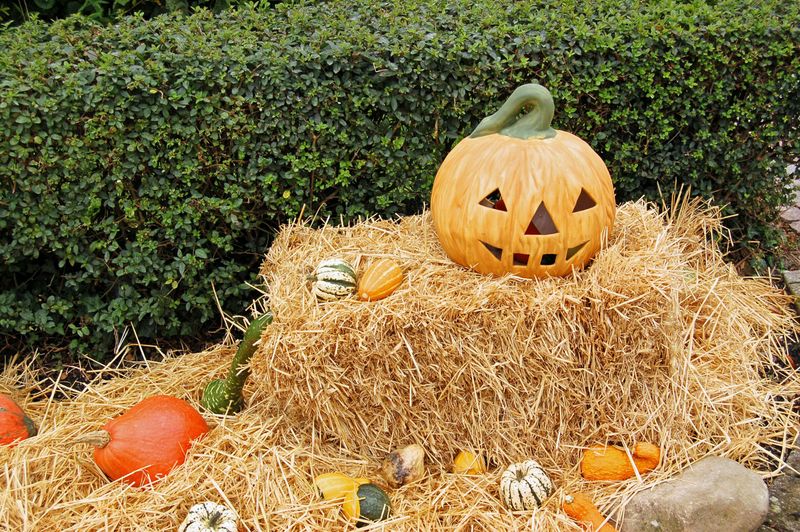Compostable Natural Décor Like Hay And Cornstalks