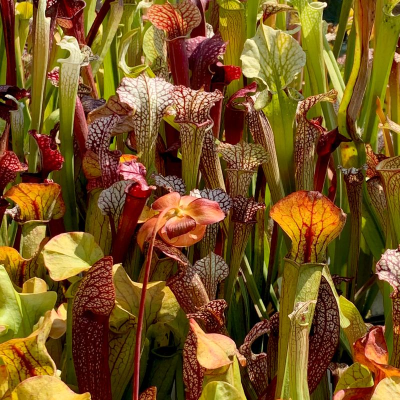 Creepy Carnivorous Collection at UC Berkeley Botanical Garden