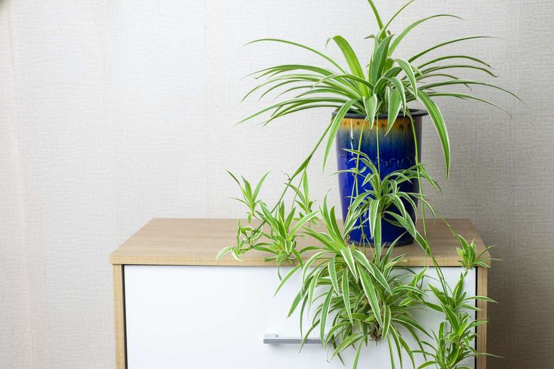Spider Plants: Indoor Air Purifiers
