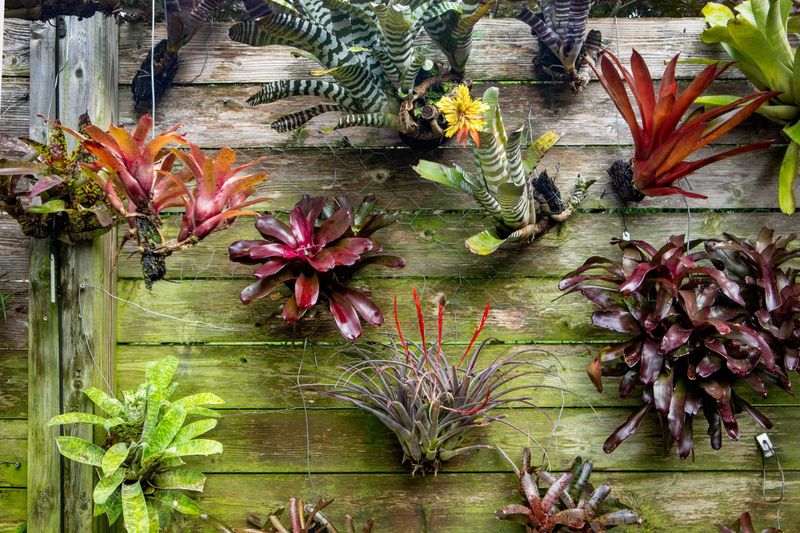 Bromeliads