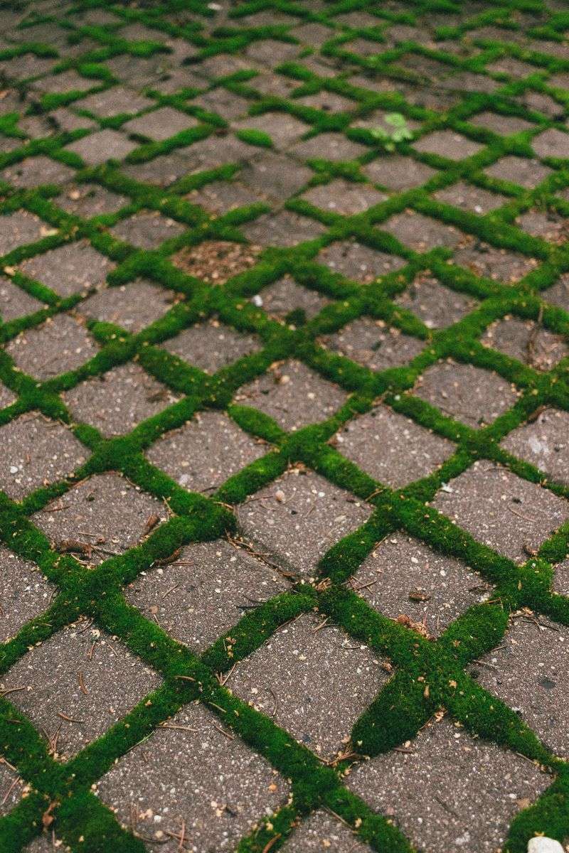 Why Weeds Grow Between Pavers