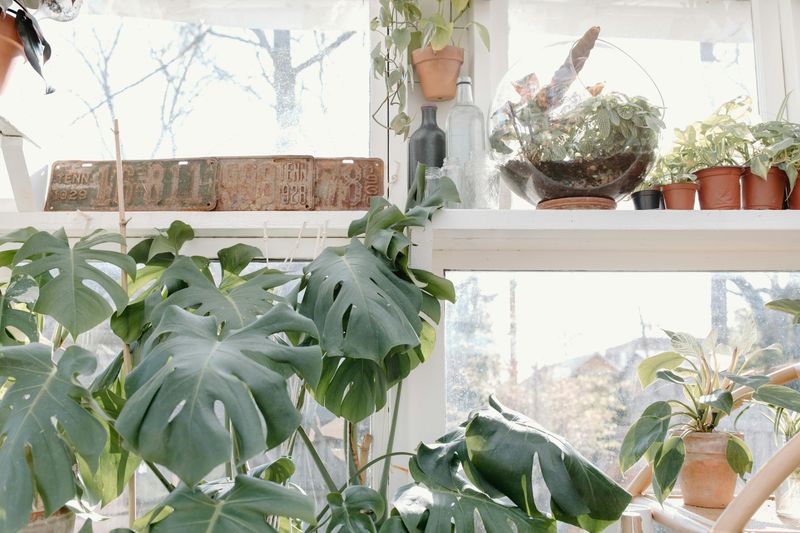 Indoor Plants For Air Quality