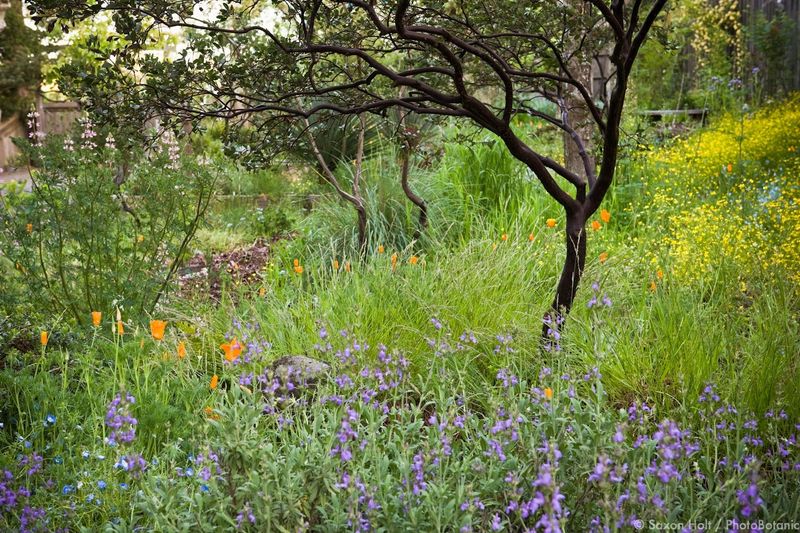 Native Plant Paradise in Point Loma