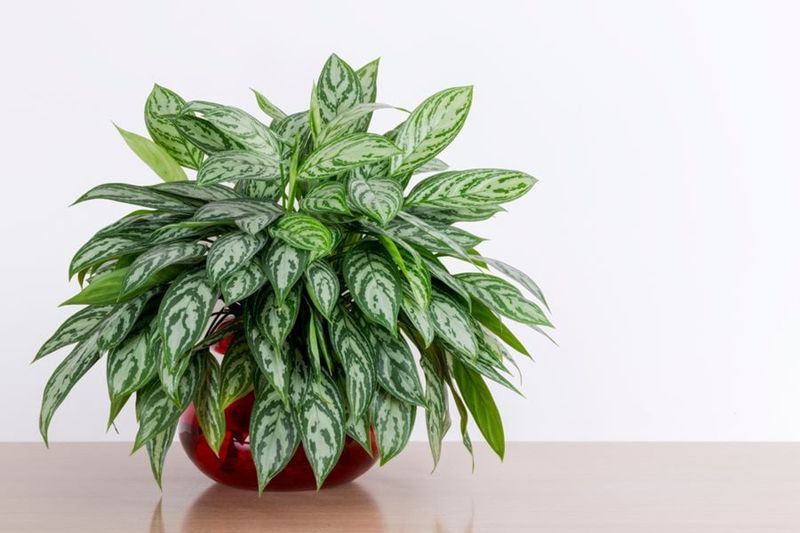 Chinese Evergreen: Colorful Cold-Weather Companion