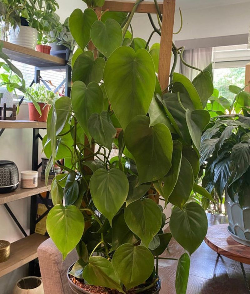 Philodendron