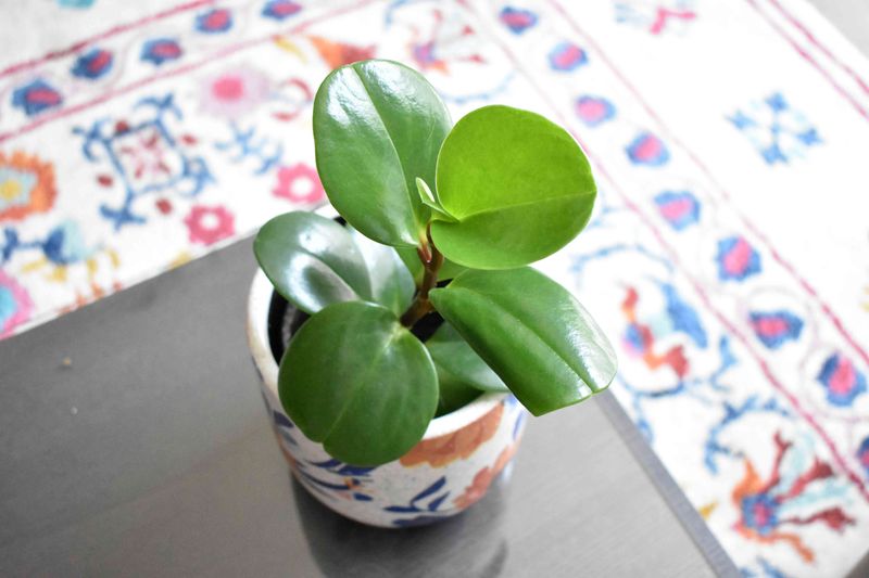 Peperomia Obtusifolia (Baby Rubber Plant)