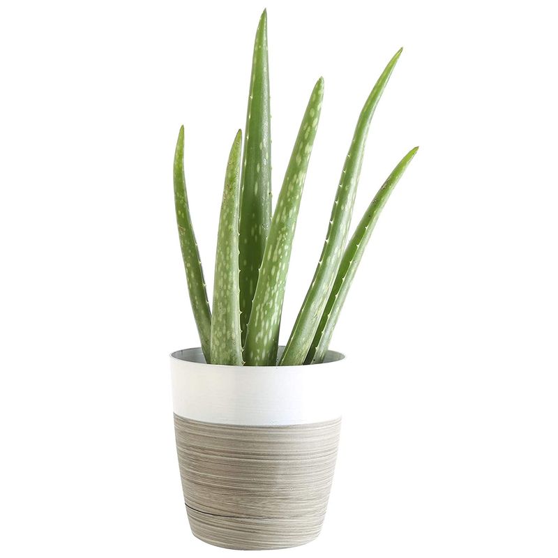 Aloe Vera: The Healing Air Cleaner