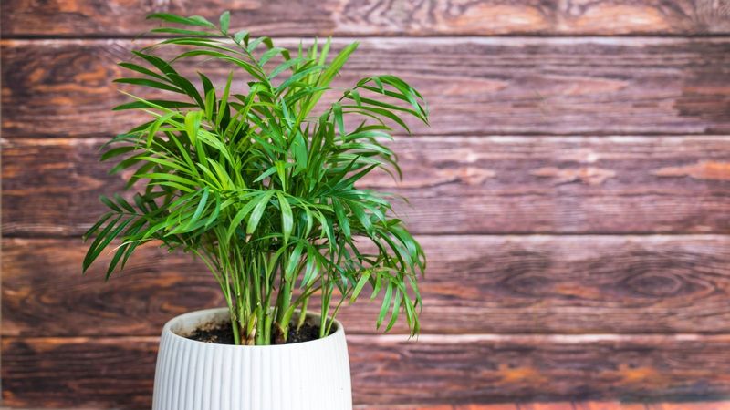 Parlor Palm