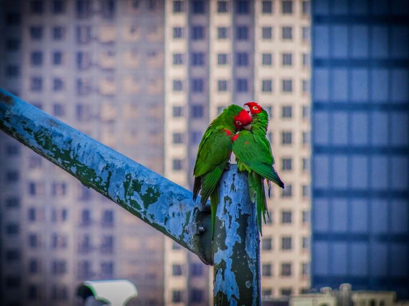 Telegraph Hill's Parrot-Watching Perches
