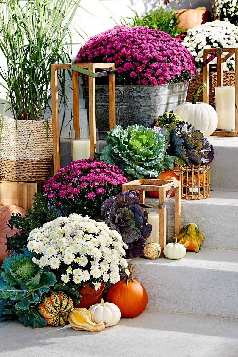 Mums And Ornamental Cabbage In Porch Planters