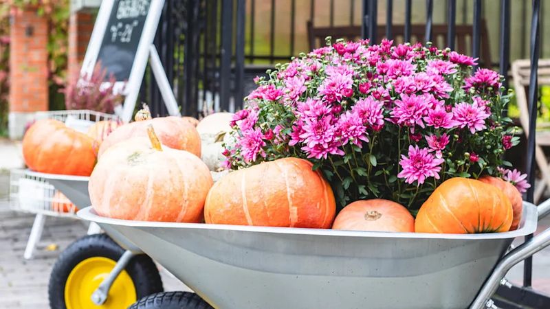 Weather-Hardy Wheelbarrow Display