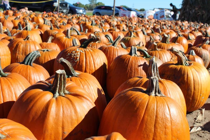 Emma Krumbee's Orchard and Farm in Belle Plaine