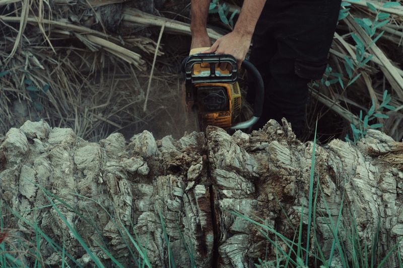 Green Scene: Sprucing Up Neglected Landscaping