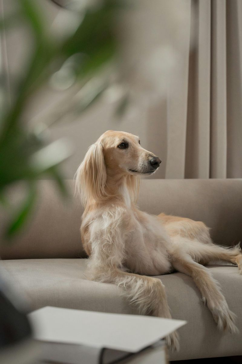 6 Small Details That Could Make Your Place Look Dirty - Decor Hint Pet Hair on Furniture