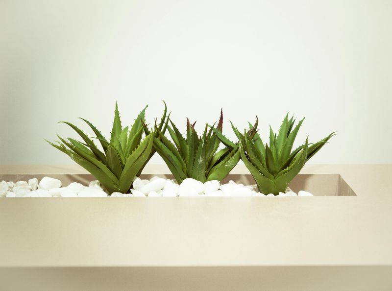 7 Houseplants To Avoid In Your Entryway - Decor Hint Aloe Vera Awkwardness