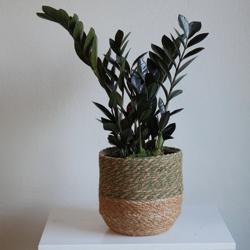 ZZ Plant (Zamioculcas zamiifolia)