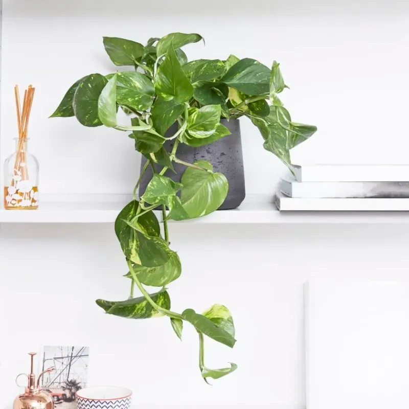 Pothos (Epipremnum aureum)