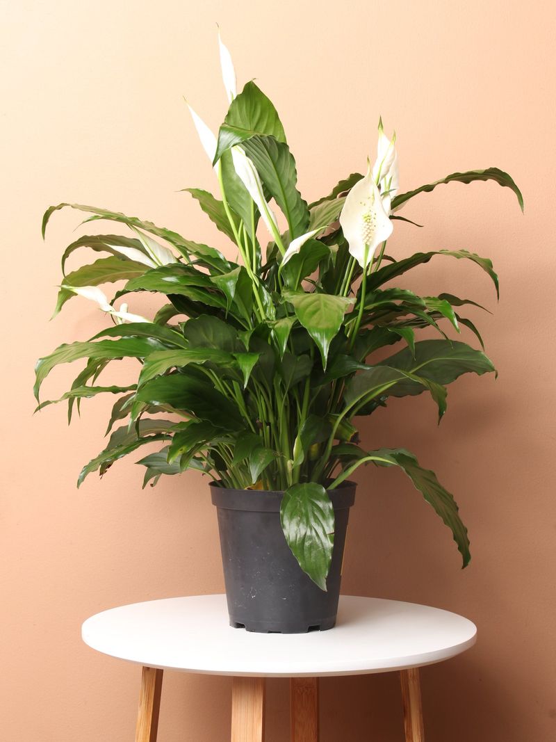 Peace Lily: The Shower-Loving Purifier