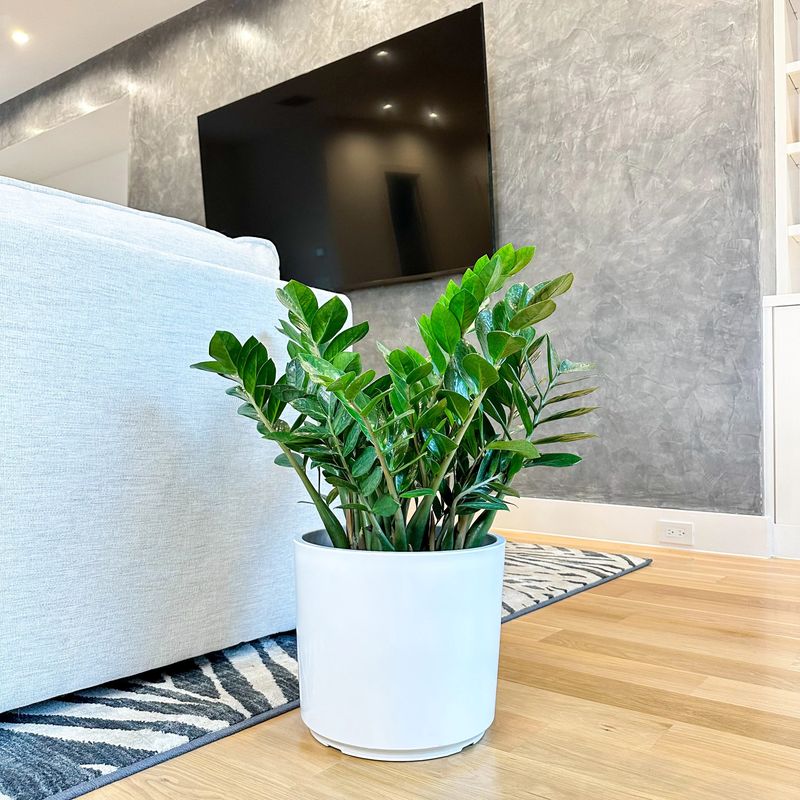 ZZ Plant: Glossy Winter Wonder