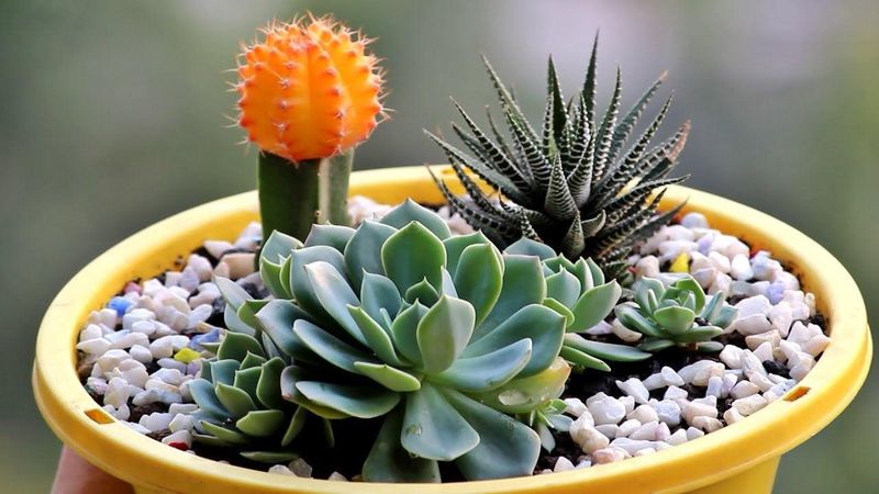 Desk-Side Succulents In Ceramic Pots