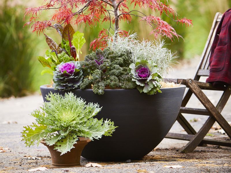 Ornamental Kale In Outdoor Planters