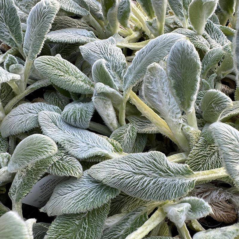 Lamb's Ear: The Touchably Soft Plant
