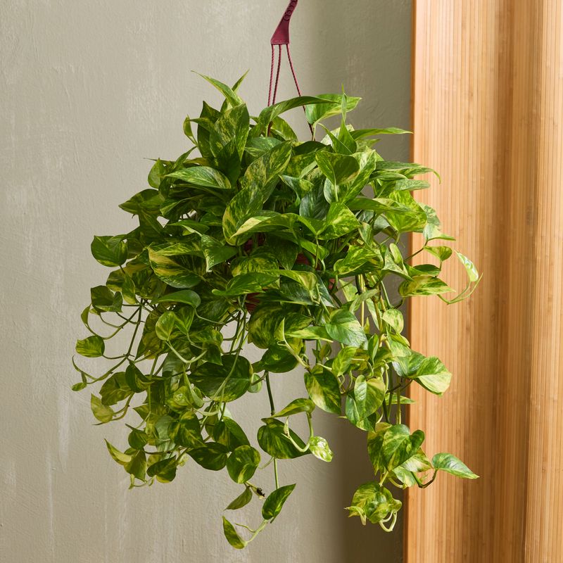 Golden Pothos