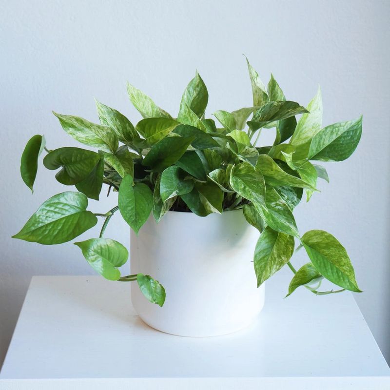 Pothos (Epipremnum aureum)