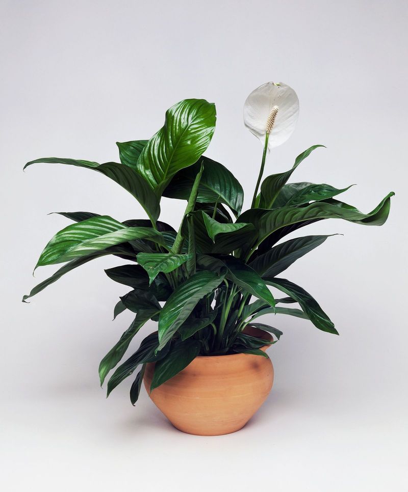 Peace Lily (Spathiphyllum)
