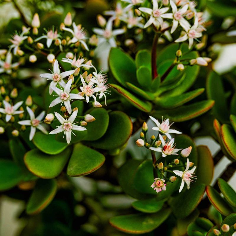 Jade Plant: Living Good Luck Charm