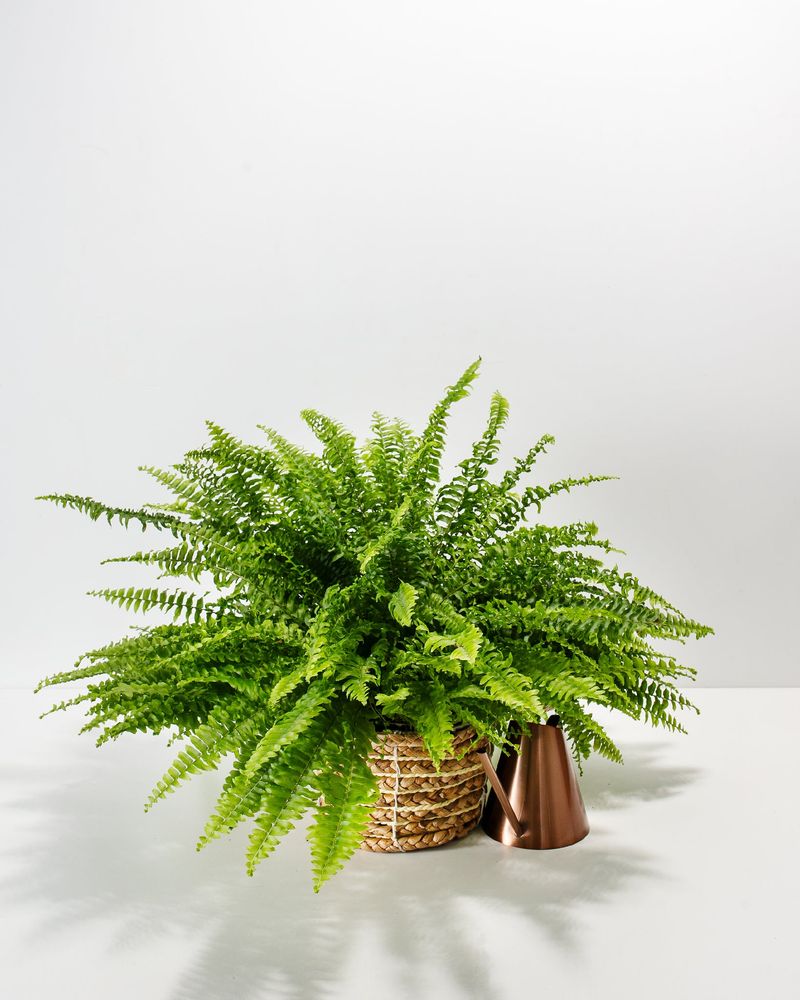 Boston Fern: The Humidity Hero