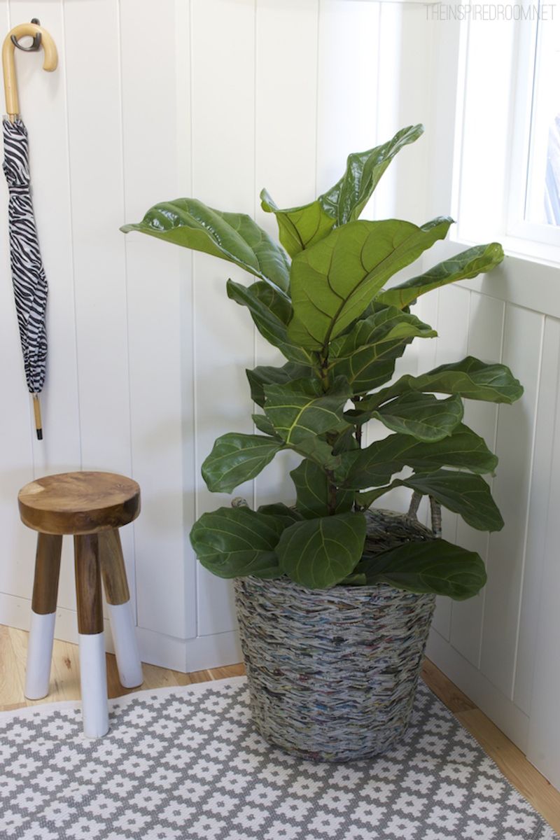 Fiddle Leaf Fig