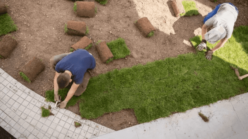 Rushed Landscaping Or Patchy Sod