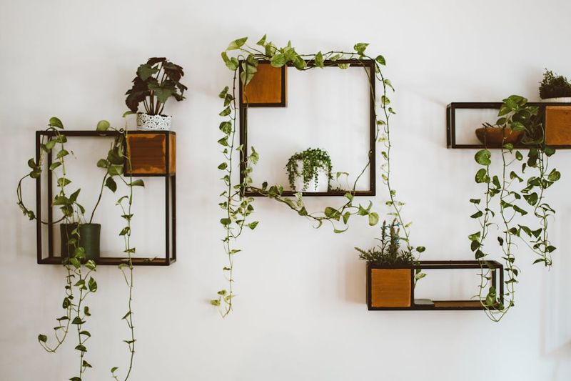 Cascading Ivy On Floating Shelves