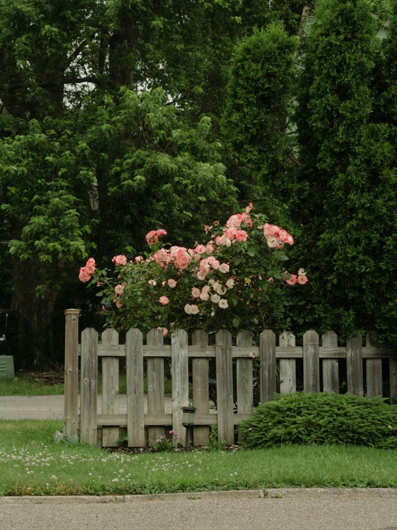 Privacy Screens And Fencing