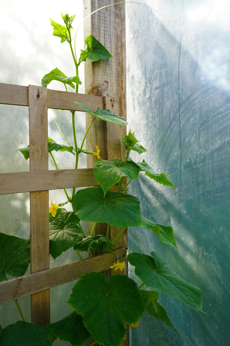 Keep Plant Supports in Tall Buckets or Tubes