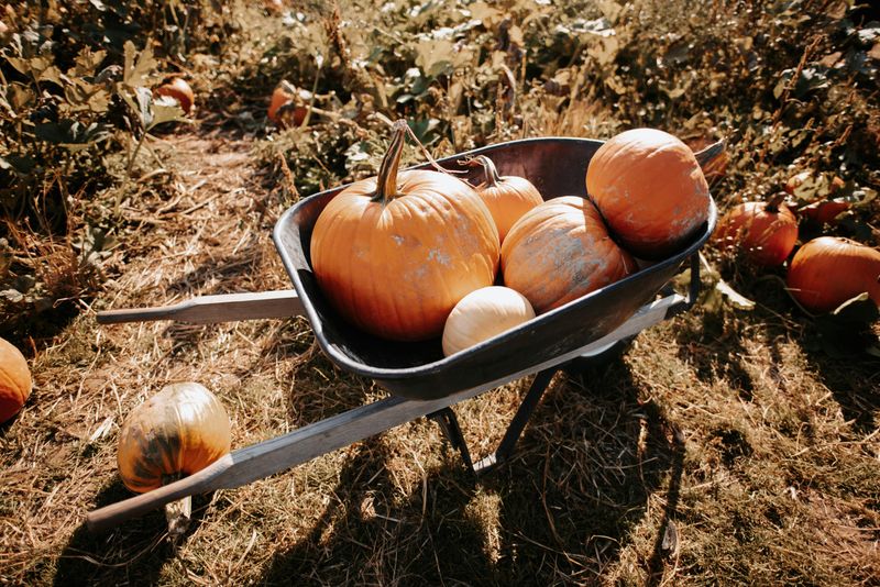 Overflowing Wheelbarrow Harvest Display